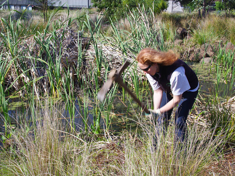Horticulturalist at Ecolinc