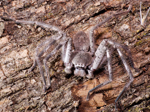 Huntsman spider