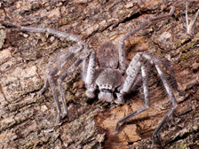 Huntsman spider