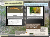 Discovering Wetlands: interactive quiz
