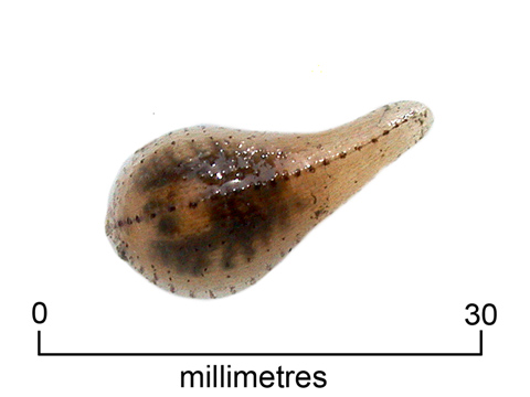 Leech