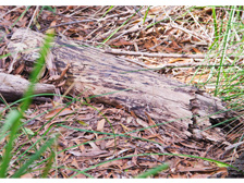 Log in wetland landscape