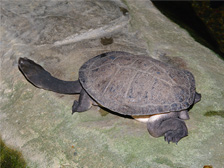 Freshwater turtle