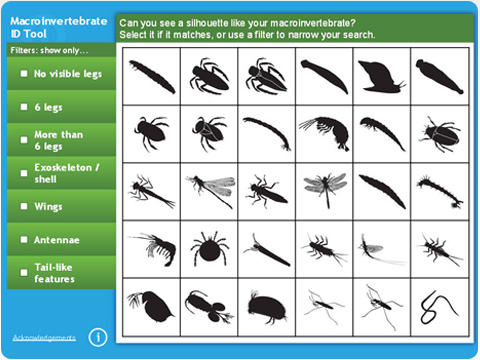 Discovering Wetlands: macroinvertebrate ID tool