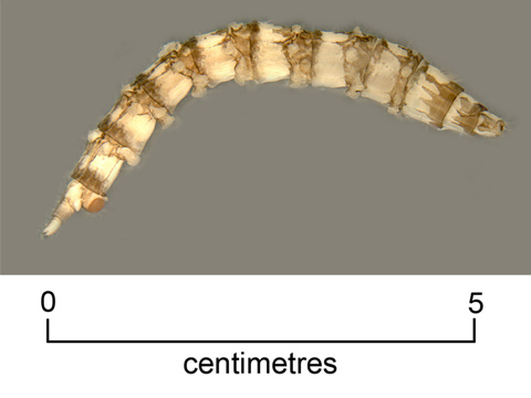 March fly larva