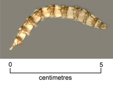 March fly larva
