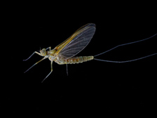 Mayfly