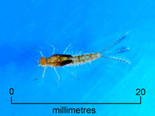 Spiny mayfly nymph