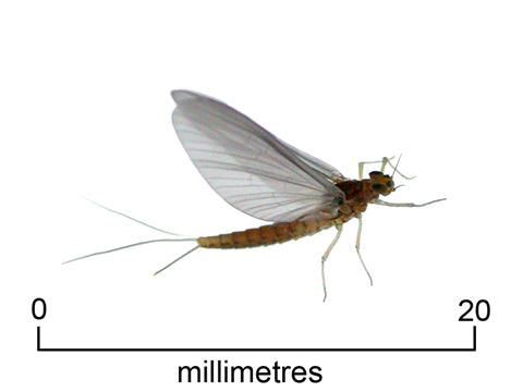 Mayfly