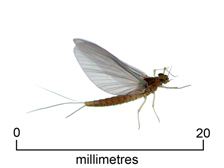 Mayfly