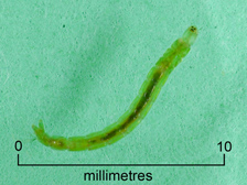 Midge larva