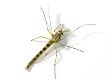 Midge