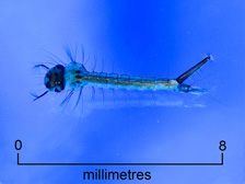 Mosquito larva