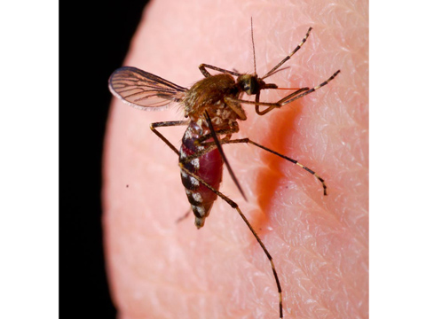 Mosquito