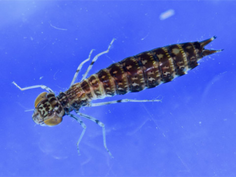 Dragonfly nymph