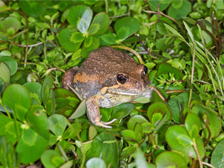 Pobblebonk frog