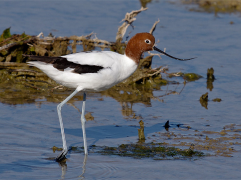 Red-necked avocet