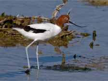 Red-necked avocet