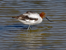 Red-necked avocet