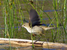 Reed warbler