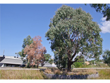 Ecolinc wetland landscape