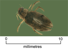 Scavenger beetle