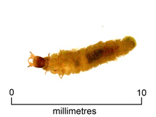 Scavenger beetle larva