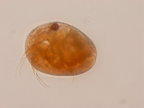 Seed shrimp