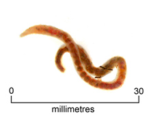 Segmented worm