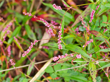 Slender knotweed