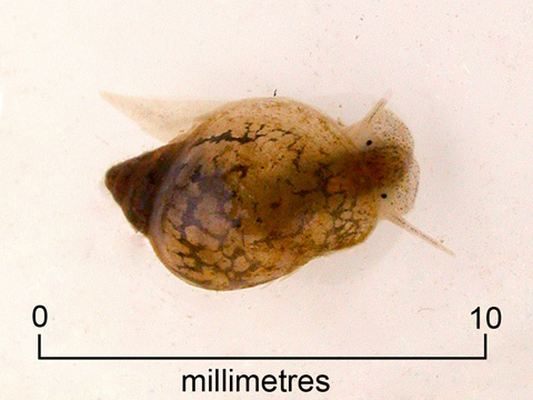 Freshwater snail