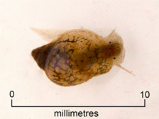 Freshwater snail