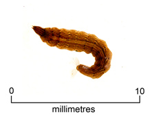 Soldierfly larva