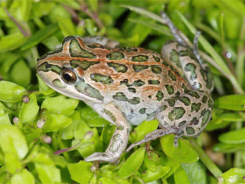 Spotted marsh frog