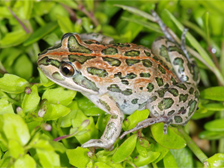 Spotted marsh frog