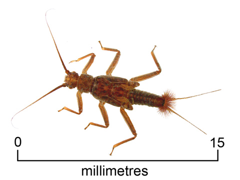 Stonefly nymph
