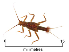 Stonefly nymph
