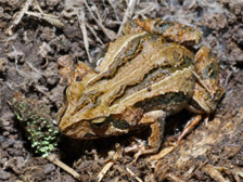 Striped marsh frog