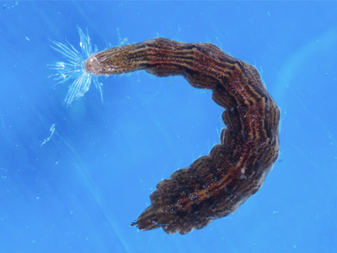 True fly larva