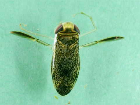 Water boatman