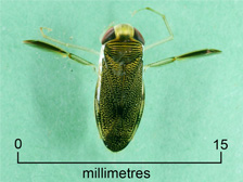 Water boatman (+ scale)