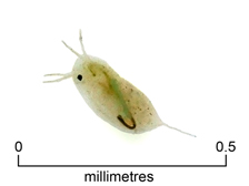 Water flea (+ scale)