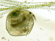 Water flea