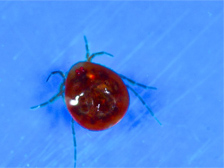 Water mite