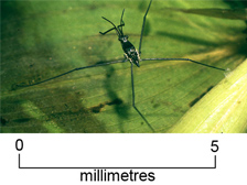 Water strider nymph
