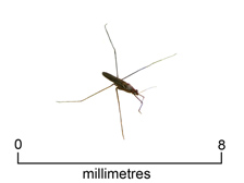 Water strider