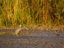 Drought-affected wetland