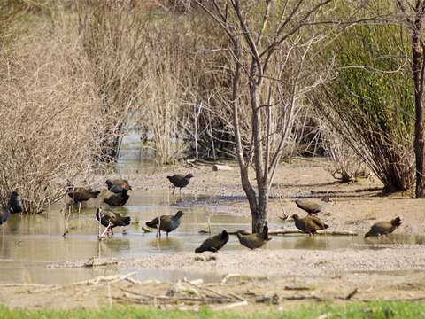Shore birds