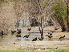 Shore birds