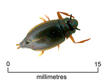 Whirligig beetle